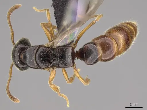 Stigmatomma roahady specimen CASENT0112603 image casent0112603_1