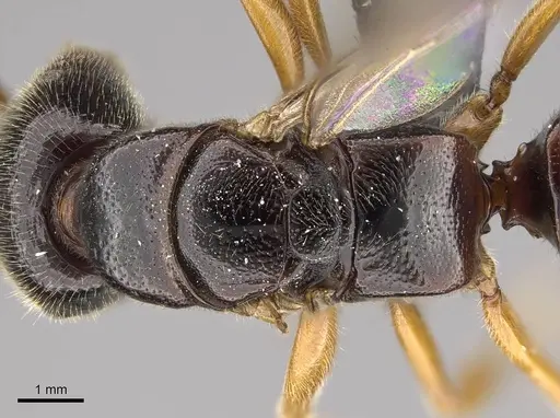 Stigmatomma roahady specimen CASENT0112603 image casent0112603_2