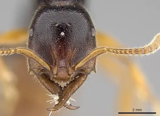 Stigmatomma roahady specimen CASENT0112603 image casent0112603_3