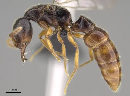 Stigmatomma roahady specimen CASENT0112603 image casent0112603_4