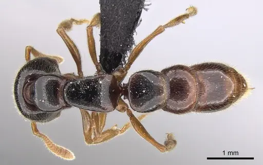 Stigmatomma roahady specimen CASENT0135098 image casent0135098_1