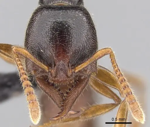 Stigmatomma roahady specimen CASENT0135098 image casent0135098_2
