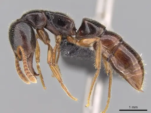 Stigmatomma roahady specimen CASENT0135098 image casent0135098_3