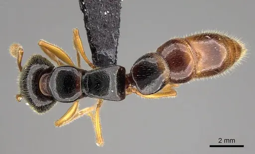 Stigmatomma roahady specimen CASENT0318421 image casent0318421_1