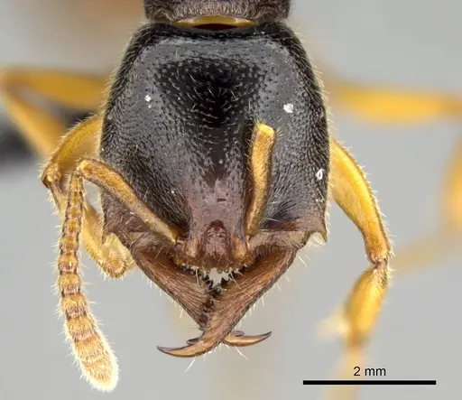 Stigmatomma roahady specimen CASENT0318421 image casent0318421_2