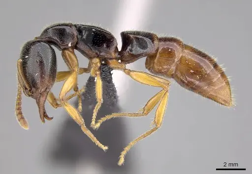 Stigmatomma roahady specimen CASENT0318421 image casent0318421_3