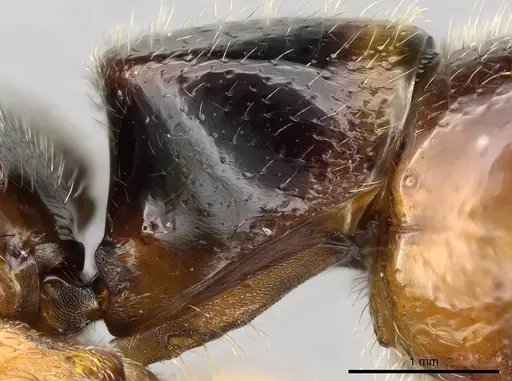Stigmatomma roahady specimen CASENT0318421 image casent0318421_4