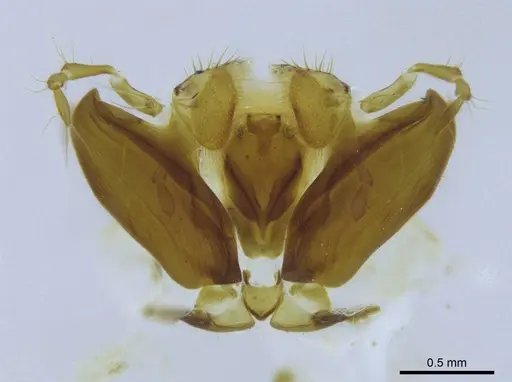 Stigmatomma roahady specimen CASENT0318480 image casent0318480_1