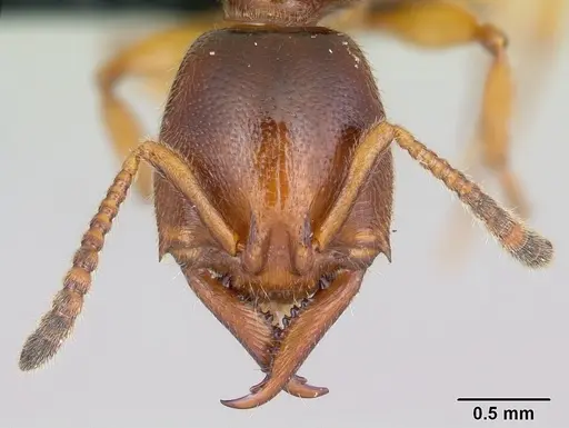 Stigmatomma roahady specimen CASENT0497186 image casent0497186_2