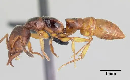 Stigmatomma roahady specimen CASENT0497186 image casent0497186_3