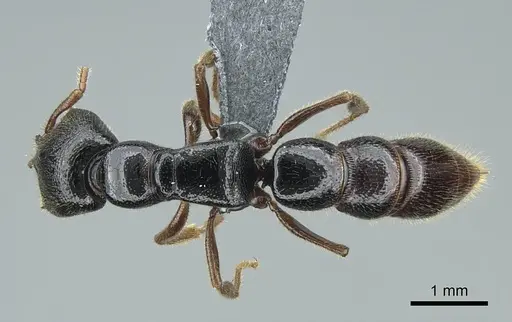 Stigmatomma roahady specimen CASENT0840861 image casent0840861_1