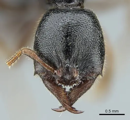 Stigmatomma roahady specimen CASENT0840861 image casent0840861_2
