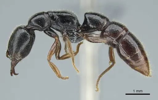Stigmatomma roahady specimen CASENT0840861 image casent0840861_3