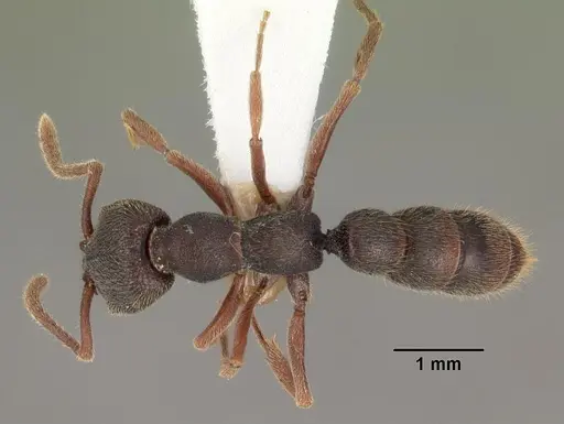 Stigmatomma rothneyi specimen CASENT0102186 image casent0102186_1