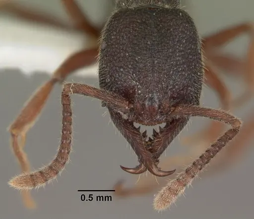 Stigmatomma rothneyi specimen CASENT0102186 image casent0102186_2