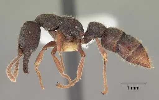 Stigmatomma rothneyi specimen CASENT0102186 image casent0102186_3
