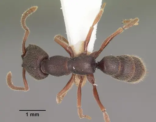 Stigmatomma rothneyi specimen CASENT0102478 image casent0102478_1