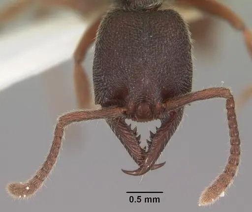 Stigmatomma rothneyi specimen CASENT0102478 image casent0102478_2
