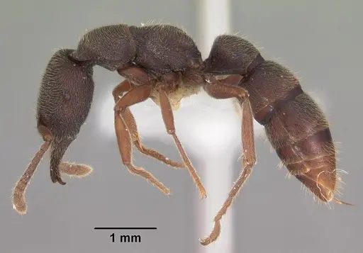 Stigmatomma rothneyi specimen CASENT0102478 image casent0102478_3