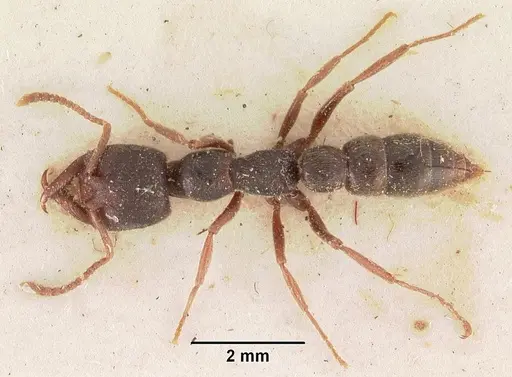 Stigmatomma rothneyi specimen CASENT0102517 image casent0102517_1