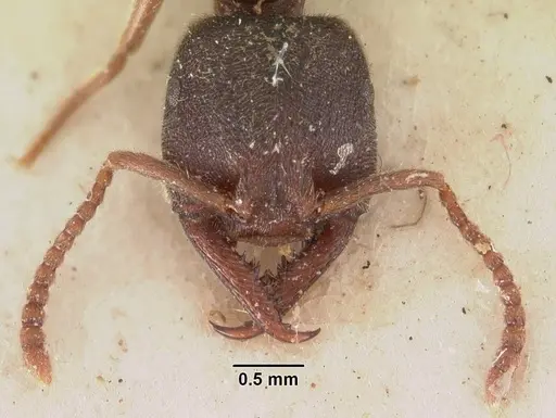 Stigmatomma rothneyi specimen CASENT0102517 image casent0102517_2