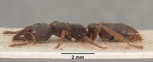Stigmatomma rothneyi specimen CASENT0102517 image casent0102517_3