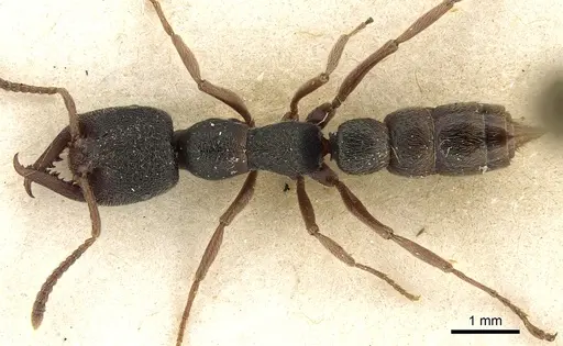 Stigmatomma rothneyi specimen CASENT0280655 image casent0280655_1