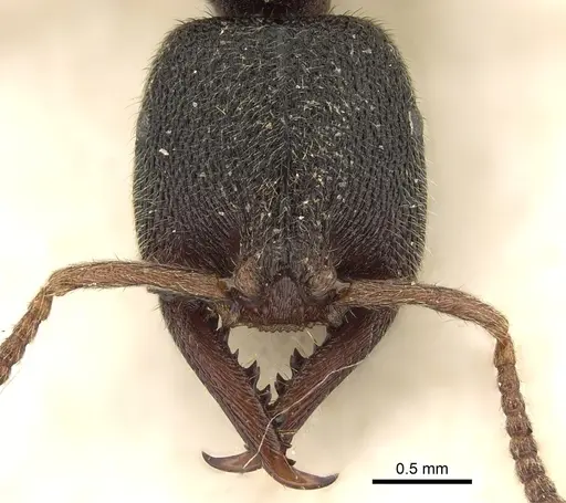 Stigmatomma rothneyi specimen CASENT0280655 image casent0280655_2