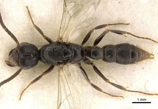 Stigmatomma rothneyi specimen CASENT0906002 image casent0906002_1