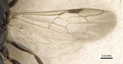 Stigmatomma rothneyi specimen CASENT0906002 image casent0906002_2