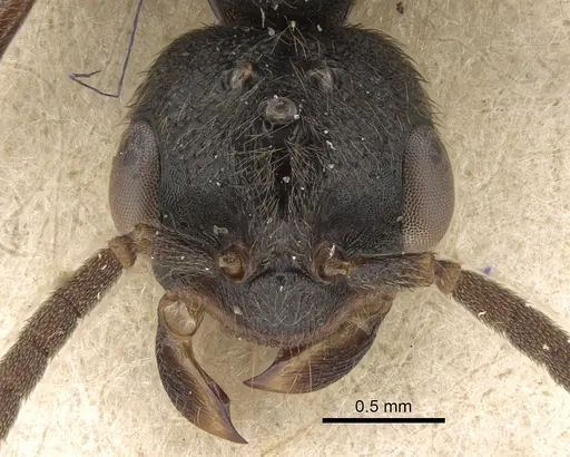 Stigmatomma rothneyi specimen CASENT0906002 image casent0906002_3