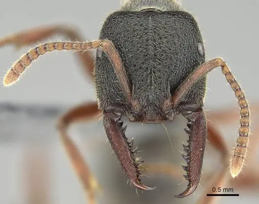 Stigmatomma rothneyi specimen CASENT0914940 image casent0914940_2