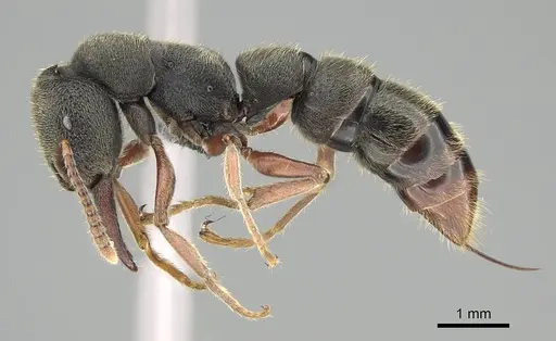 Stigmatomma rothneyi specimen CASENT0914940 image casent0914940_3
