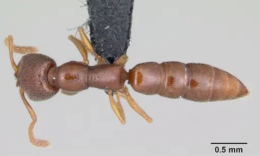 Stigmatomma sakalava specimen CASENT0017556 image casent0017556_1