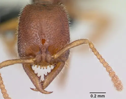 Stigmatomma sakalava specimen CASENT0017556 image casent0017556_2