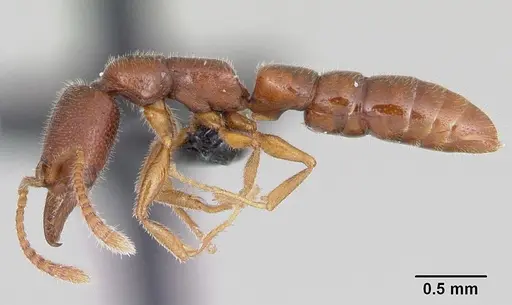 Stigmatomma sakalava specimen CASENT0017556 image casent0017556_4