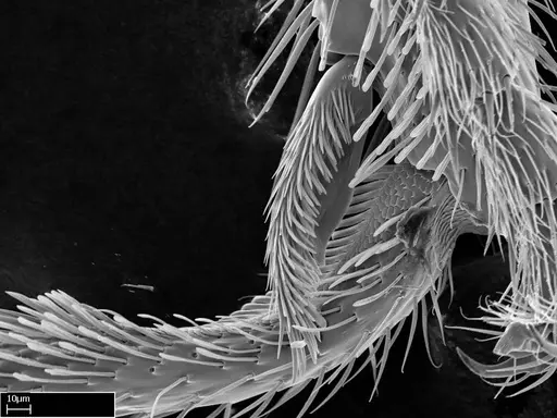 Stigmatomma sakalava specimen CASENT0017556 image casent0017556_5