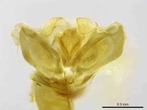 Stigmatomma sakalava specimen CASENT0017557 image casent0017557_1