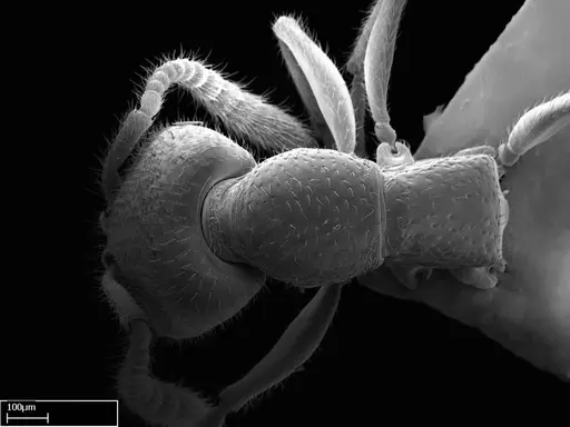 Stigmatomma sakalava specimen CASENT0022146 image casent0022146_1
