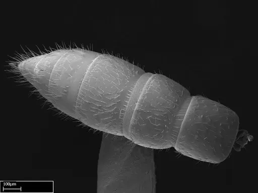 Stigmatomma sakalava specimen CASENT0022146 image casent0022146_2