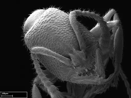 Stigmatomma sakalava specimen CASENT0022146 image casent0022146_3