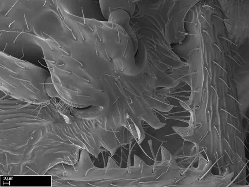 Stigmatomma sakalava specimen CASENT0022146 image casent0022146_4