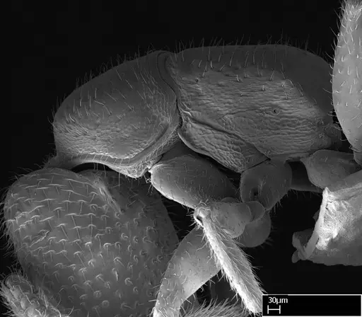 Stigmatomma sakalava specimen CASENT0022146 image casent0022146_5