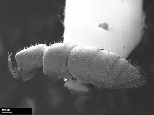 Stigmatomma sakalava specimen CASENT0022146 image casent0022146_6