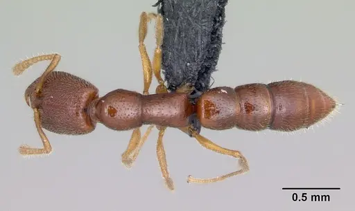 Stigmatomma sakalava specimen CASENT0022237 image casent0022237_1