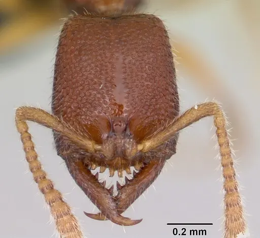 Stigmatomma sakalava specimen CASENT0022237 image casent0022237_2