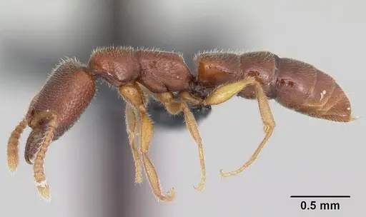 Stigmatomma sakalava specimen CASENT0022237 image casent0022237_3