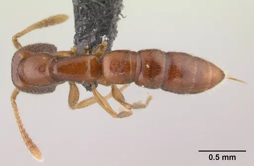Stigmatomma sakalava specimen CASENT0068192 image casent0068192_1
