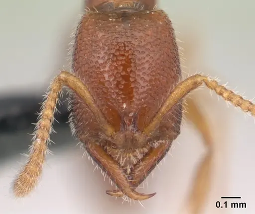 Stigmatomma sakalava specimen CASENT0068192 image casent0068192_2