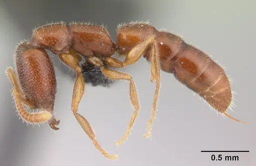 Stigmatomma sakalava specimen CASENT0068192 image casent0068192_3